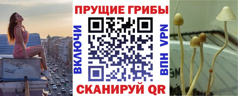 Псилоцибиновые грибы Psilocybine cubensis  Купить  Дорогобуж 